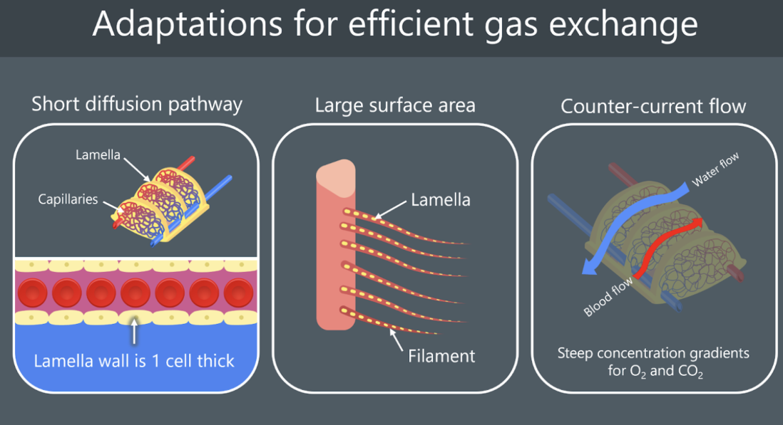 <p><strong>short diffusion pathway</strong></p><ul><li><p>there is a network of capillaries in each lamella, which brings the blood very close to the surface</p></li><li><p>the surface of each lamella is one cell thick</p></li></ul><p></p><p><strong>large surface area</strong></p><ul><li><p>there’s multiple gill arches which extend into many gill filaments. the more gill filaments = the larger the surface area for diffusion</p></li><li><p>each gill filament is covered in a large number of lamellae. the more lamellae = the larger the surface area for diffusion</p></li></ul><p></p><p><strong>counter-current flow</strong></p><ul><li><p>blood and water flow in opposite directions to maintain a steep oxygen concentration gradient along the <u>entire</u> length of each lamella *exact same applies for CO<sub>2</sub></p></li><li><p>ensures equilibrium is not reached</p></li></ul><ul><li><p>as the oxygen diffuses into the blood stream, the now oxygenated blood flows away and brings deoxygenated blood (because blood is constantly flowing). because water flows in the opposite direction more oxygenated water can come and bring more oxygen *exact same applies for CO<sub>2</sub></p></li></ul><p><br></p>
