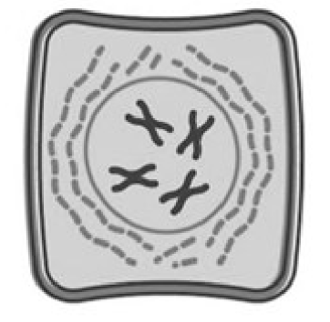 <ul><li><p>DNA is condensed from <strong>chromatin into chromosomes </strong></p></li><li><p>nuclear membrane disintegrates </p></li><li><p>nucleolus shrinks and disappears </p></li><li><p>centrioles move to opposite poles of cell </p></li></ul><p></p>