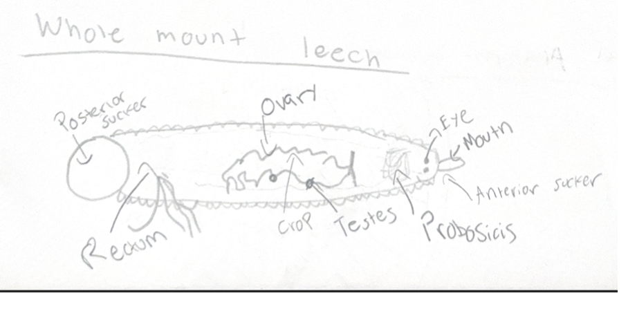 <p><span><strong>Whole-mount of a glossiphonid leech</strong></span></p>