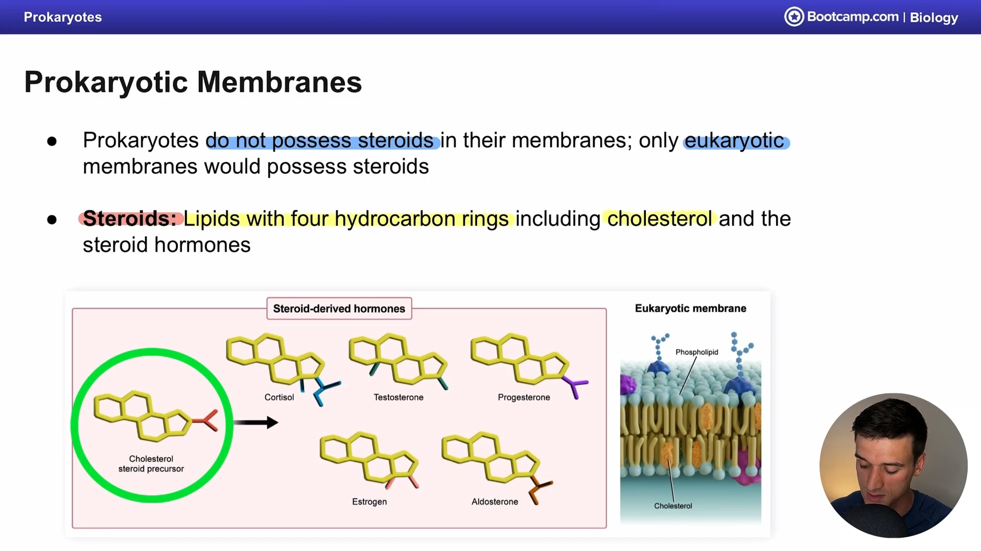 <p>lipids with four hydrocarbon rings including steroid hormones </p>