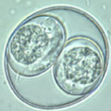 <p><span>Dogs &amp; Cats, Pigs (C. suis), Humans (C. belli), Nonhuman primates (C. arctopitheci,C. callimico, and C. scorzai). &nbsp;</span></p><p style="text-align: left;"><span>Most species oocysts measuring ~ 20-53 X 10-43 µm (animal ones being larger than C. belli).</span></p>