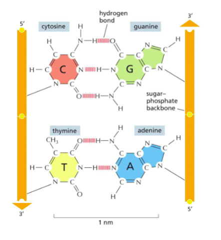 <p>The matching of DNA or RNA bases through hydrogen bonds: 1. Puridines pair with pyrimidines. 2. A pairs with T (or U in RNA), and G pairs with C.</p><p>Also stacking of base pairs has van der waals interactions that support the structure</p>