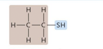 <p>A Sulfur (S) linked to an H</p>