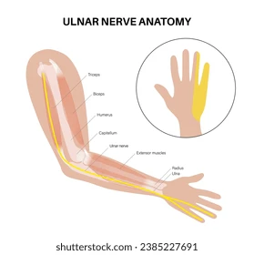 <p>Summerize the <strong>ulnar nerve</strong>.</p>