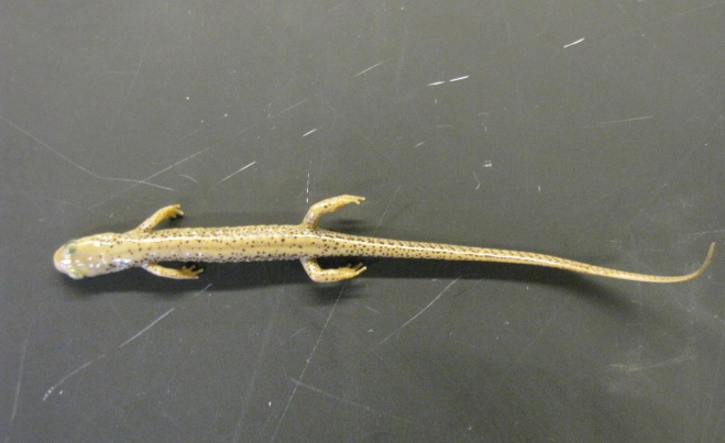 <p> Common name, Family, Scientific Name?</p>