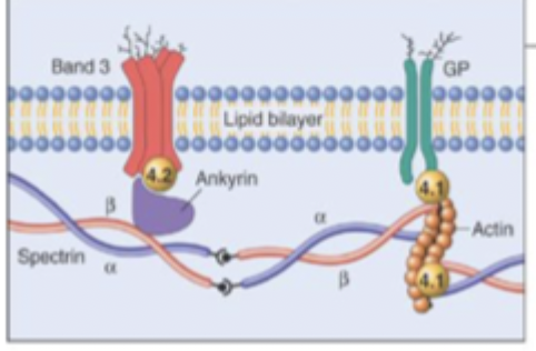 <p>2 spectrin polypeptide chains a and b form a chain like heterodimer </p><ul><li><p>spectrin then vinds to actin and ankyrin </p></li></ul><p></p>