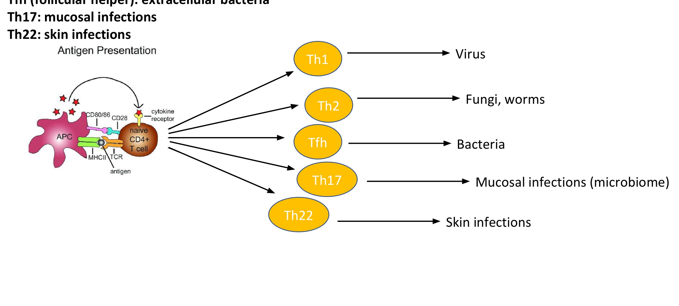 <ul><li><p>Regulate immune reactions → control/activate adaptive immune response</p></li><li><p>Get presented antigen by antigen presenting cells (conventional DENTRIC CELL, macrophage, B-cell, Basophil)</p><ul><li><p><strong>As a naïve Th0 (resting cell)</strong></p></li></ul></li></ul><p></p><ul><li><p>Once presented antigen + exposed to CTYOKINES → differentiate / mature into:</p><ul><li><p><strong>Th1: Intracellular infections</strong></p></li><li><p><strong>Th2: Extracellular parasites (fungi, Protozoa, worms)</strong></p></li><li><p><strong>Tfh: (Follicular helper): Extracellular bacteria</strong></p></li><li><p><strong>Th17: Mucosal infections</strong></p></li><li><p><strong>Th22: Skin infections</strong></p></li></ul></li></ul><p></p>