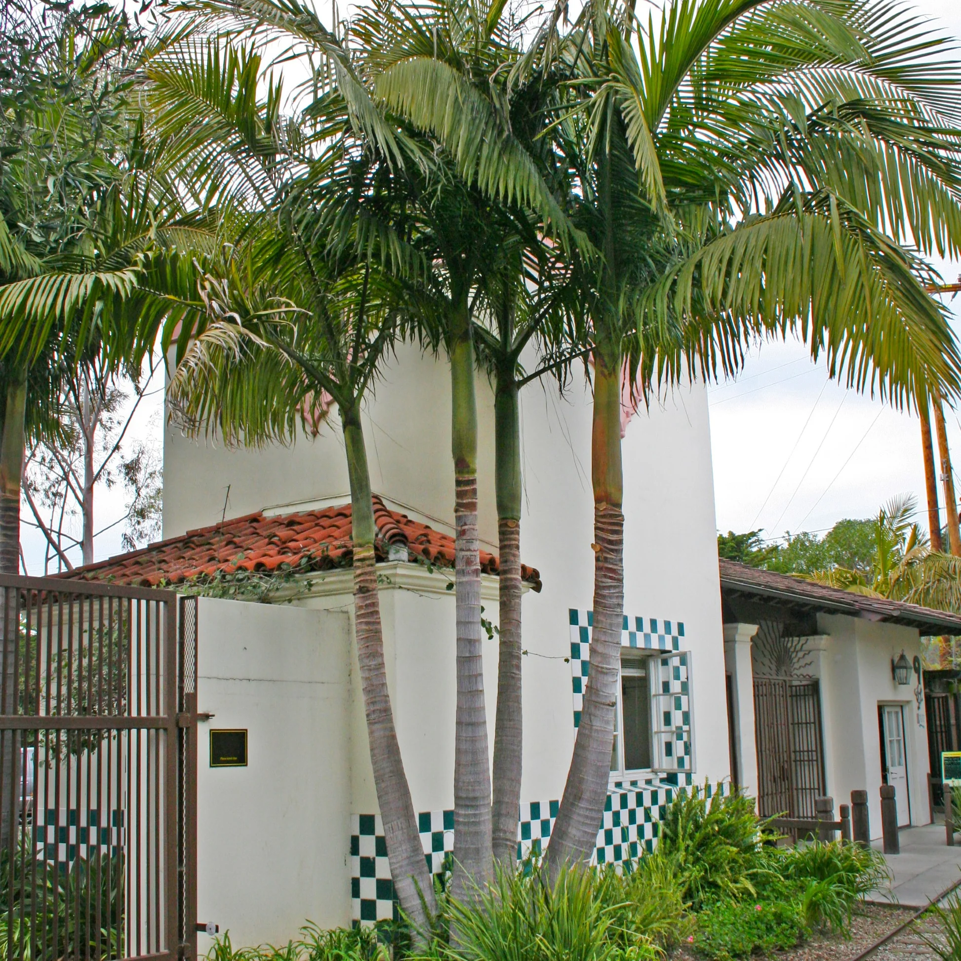 <p>Feather like leaves, with broader leaflets and flat. darker green w/ no visible fibers. Large sheaths at base of petiole and leaflets go to base</p>