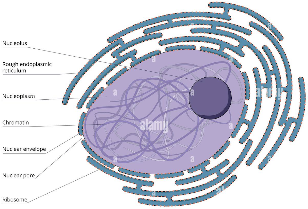 <p>• Structure: Double membrane (nuclear envelope) with pores; continuous with the rER. • Function: Separates DNA/RNA synthesis (inside) from protein synthesis (cytoplasm).</p>