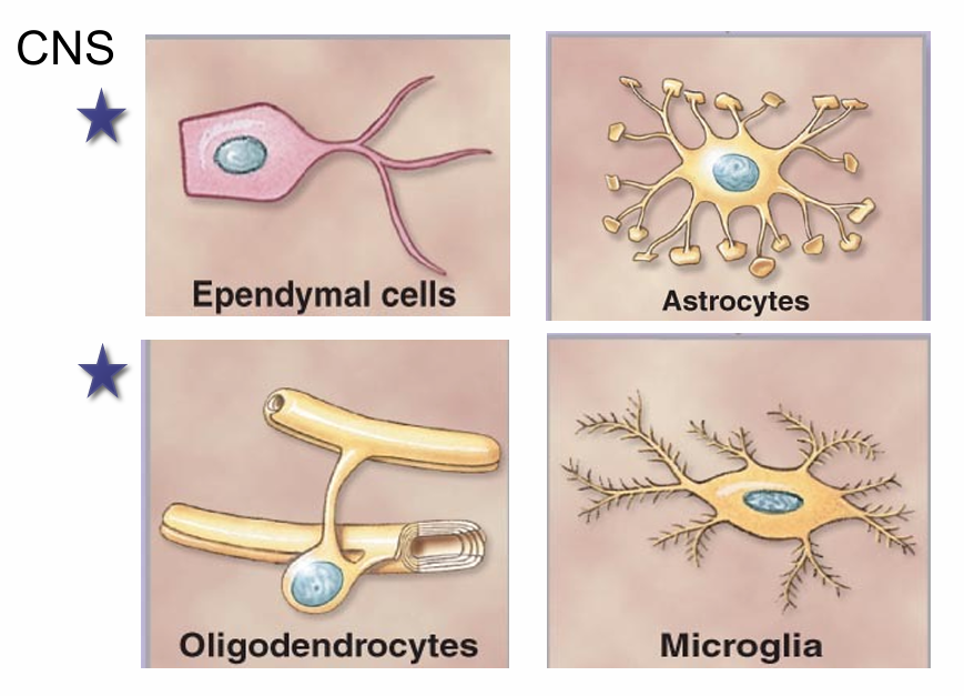 <ul><li><p>Ependymal cells</p></li><li><p>Astrocytes </p></li><li><p>Oligodendrocytes</p></li><li><p>Microglia</p></li></ul><p></p>