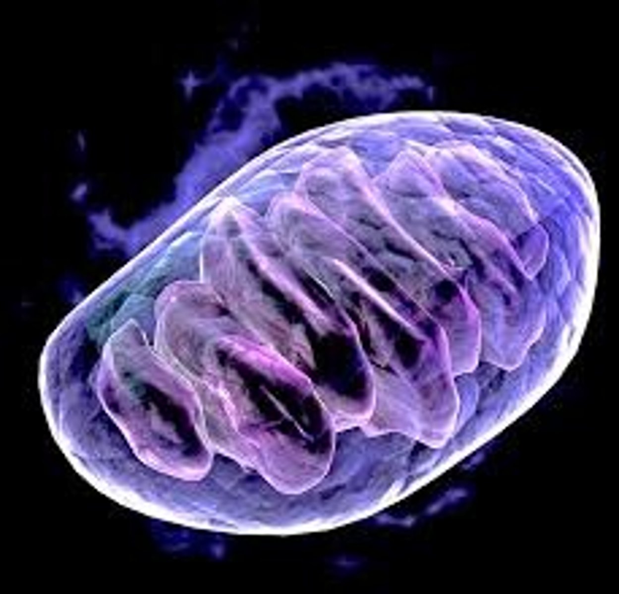 <p>Produces energy</p><p>Animal and plant cells</p>