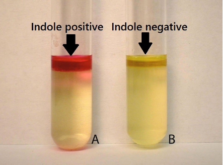 <p>red layer floating on top when reagent is added</p>