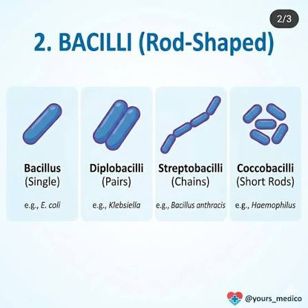 <p>rod shaped</p><ul><li><p>strepto = chain</p></li><li><p>diplo = pairs</p></li></ul><p></p>