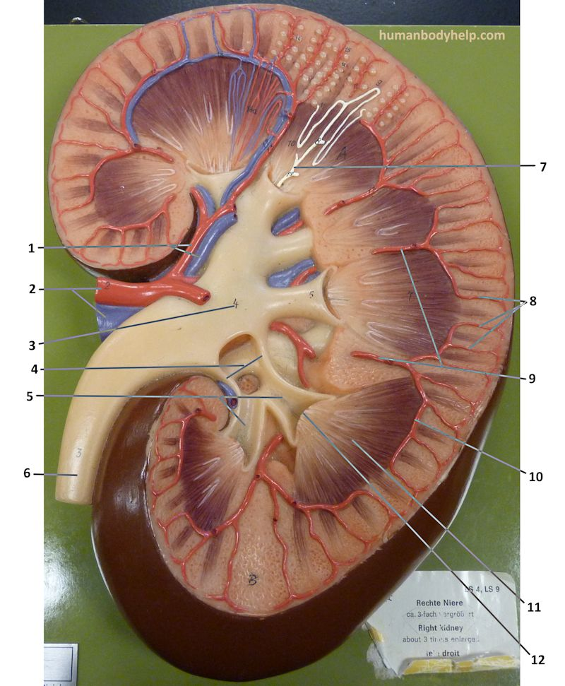 <p>Name the structure of the urinary system plaque for <strong>Label #7</strong></p>