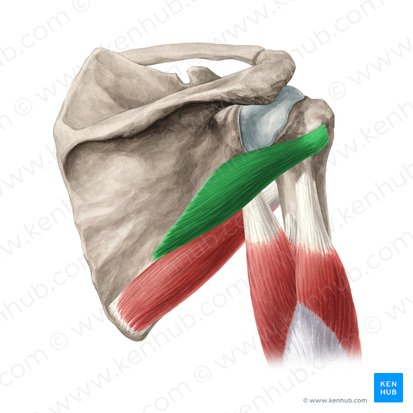 <p>teres minor (ACTION)</p>