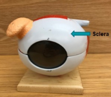 <p>sclera</p>