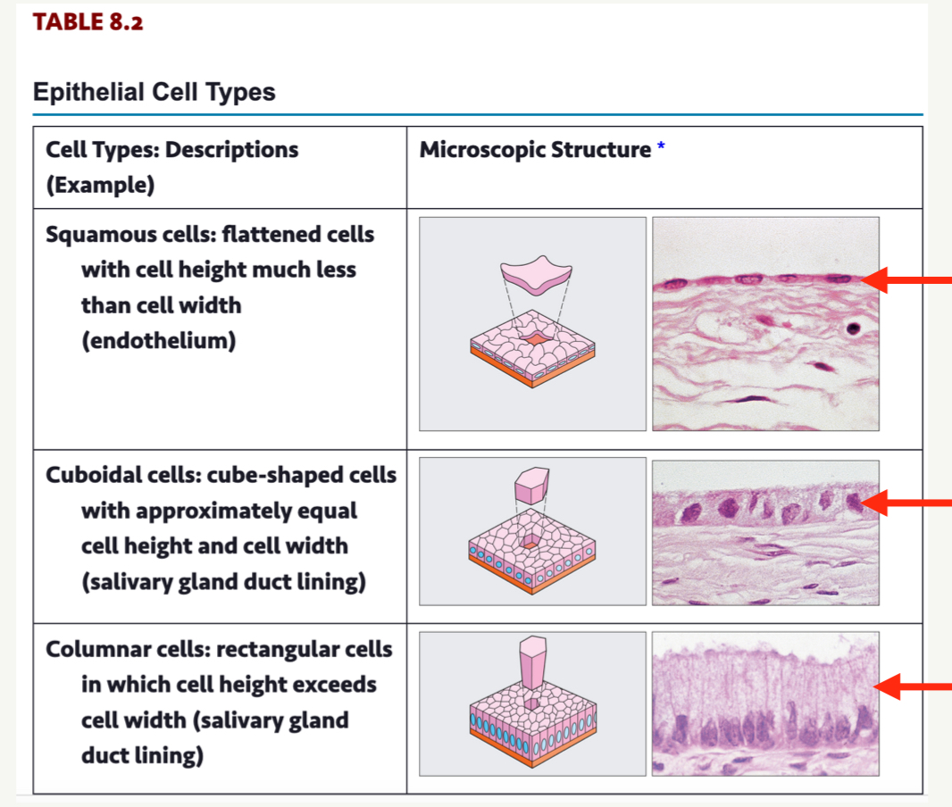 <ol><li><p>Squamous cells </p></li><li><p>Cuboidal cells</p></li><li><p>Columnar cells</p></li></ol><p></p>
