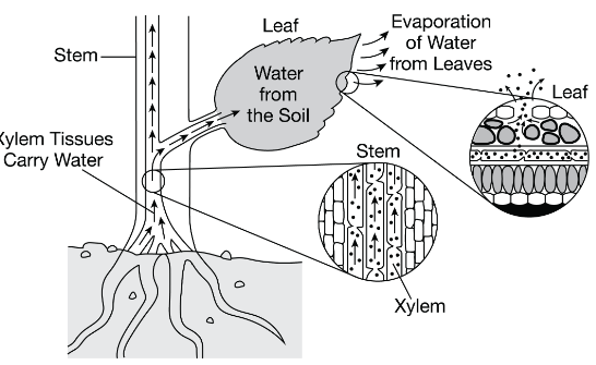 <p>In vascular plants, water flows from root to leaf via specialized cells called xylem. Xylem cells are hollow cells stacked together like a straw. A student explains that evaporation of water from the leaf pulls water up from the roots through the xylem, as shown in Figure 1.</p><p>Which statement describes how water is pulled up through the xylem to the leaves of the plant?</p><p>A) As water exits the leaf, hydrogen bonding between water molecules pulls more water up from below.</p><p>B) As water exits the leaf, signals are sent to the roots to pump more water up to the leaves through the xylem by adhesion.</p><p>C) Evaporation from the leaf decreases the hydrogen bonds that form between the water molecules in the xylem, which helps the water molecules to be pulled up the xylem.</p><p>D) Evaporation of water from the leaf increases the hydrogen bonds that form between water molecules in the air, providing the energy for transport.</p>
