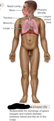 <p>Respiratory system</p>
