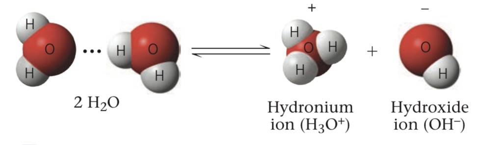<p>Water molecules occasionally split into a hydrogen ion (H⁺) and a hydroxide ion (OH⁻); the H⁺ joins another water molecule to form hydronium (H3O⁺)</p>