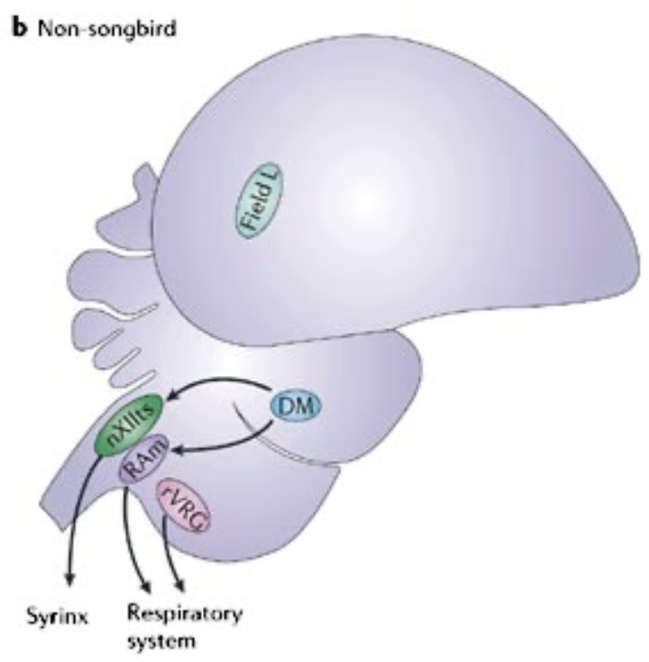 <ul><li><p>DM (dorsomedial nucleus) controls the syrinx and respiratory system with respect to song</p></li><li><p>In the forebrain Field L, for auditory input, is not wired to song production (the DM) and there is no song learning</p></li></ul><p></p>
