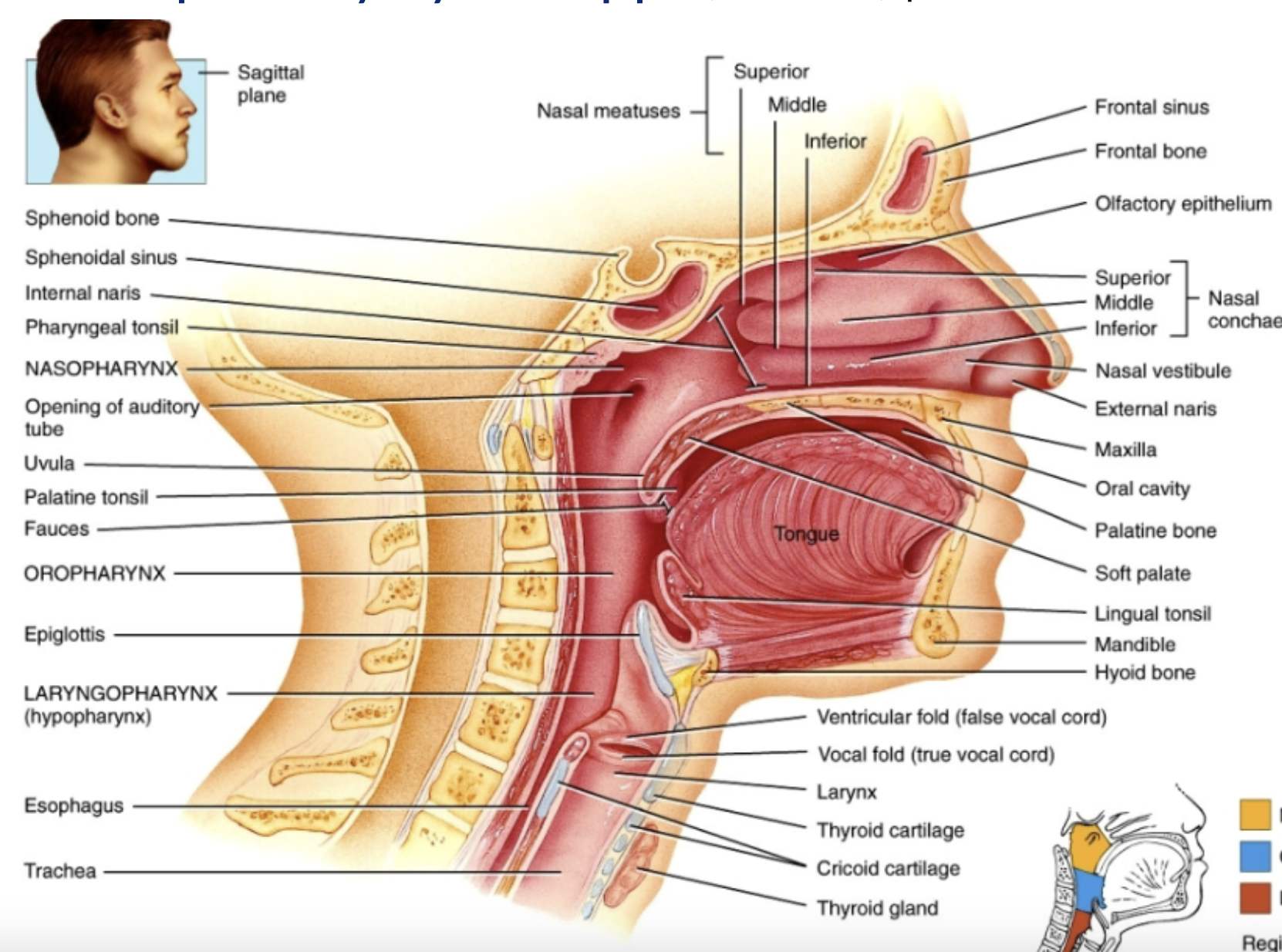 <ul><li><p>the internal nose (the large cavity)</p></li><li><p>internal nares or choanae</p></li><li><p>ducts from paranasal sinuses and nasolacrimal ducts opening into internal nose</p></li><li><p>olfactory receptors in olfactory epithelium</p></li></ul><p></p>