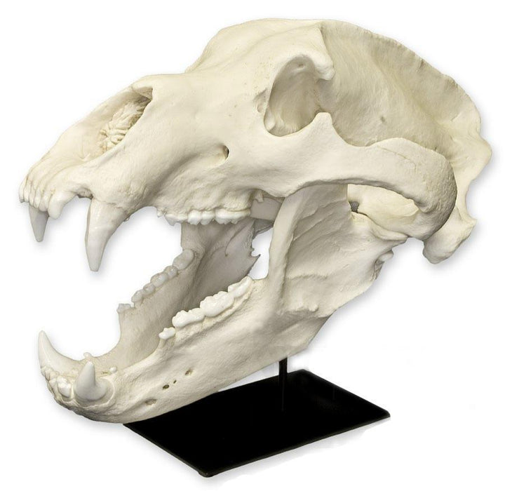 <p>State taxonomy to order:</p><ol><li><p>Phylum</p></li><li><p>Subphylum</p></li><li><p>Class</p></li><li><p>Subclass</p></li><li><p>Infraclass</p></li><li><p>Order</p></li><li><p>Common name</p></li><li><p>Scientific name</p></li></ol><p></p>