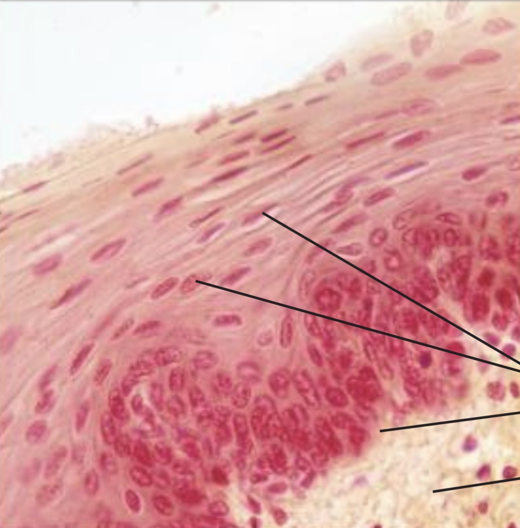 <p><span>Moist linings of body openings, such as the mouth</span></p>