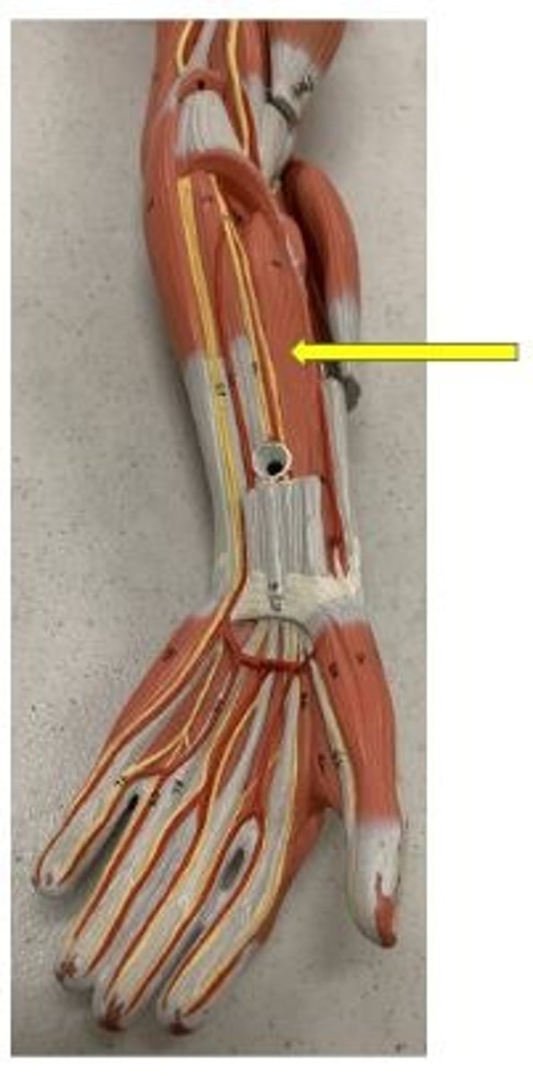 <p>flexes distal phalanx of thumb</p>