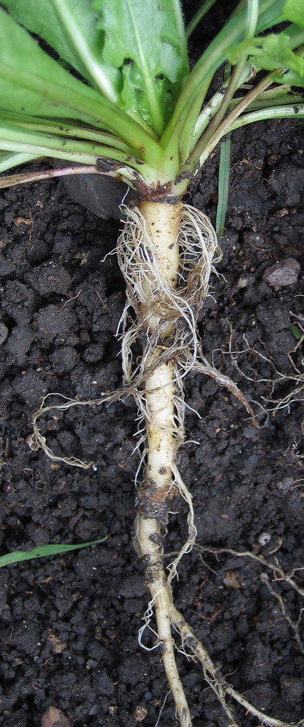 <p>Type of root</p>