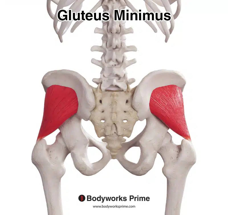 <p>lateral surface of ilium below the origin of gluteus medius </p>