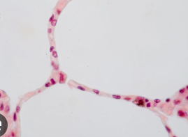 <p>what is function of the mesothelium in the this tissue?</p>