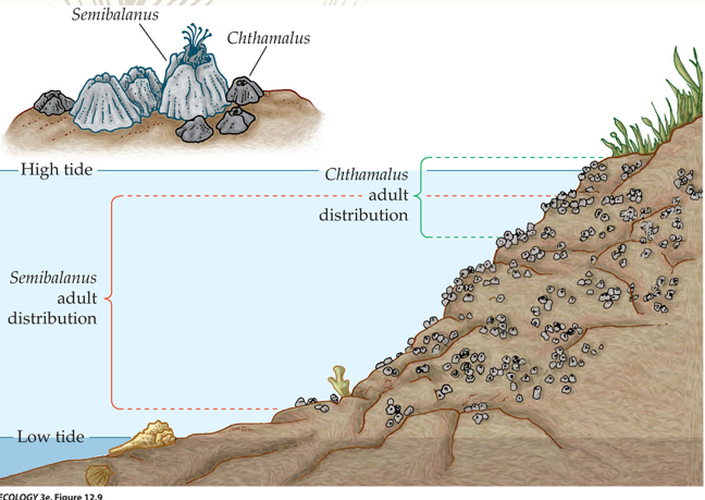 <p>Both of them want to be in the lower intertidal area, but Semibalanus and Cthalmalus don’t overlap</p><p>Semibalanus is found in the lower intertidal area while Cthamalus was found in the higher intertidal area.</p><p>Regardless of manipulation, Balanus competitively excludes Cthamalus.</p><p>Cthamalus has a tolerance refuge from Balamus because it has has higher desiccation resistance</p><p></p>