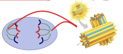 <p>Structures made of microtubules that help organize DNA division during animal cell division.</p>