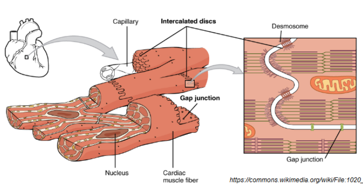 <ul><li><p>cell to cell junctions</p></li><li><p>binds the myofibrils of the cells together</p><ul><li><p>Desmosomes</p><ul><li><p>proteins that hold two cardiac muscle fibers together</p></li><li><p>really strong</p></li></ul></li></ul></li><li><p>gap junctions to allow cells to communicate directly → allow heart muscle cells to send action potentials without neurotransmitters</p></li></ul><p></p>