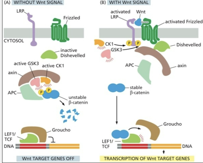 <ul><li><p><strong>With Wnt signal: transcription of Wnt target genes</strong></p><ul><li><p>activated frizzled</p></li><li><p><strong>stable Beta-catenin</strong></p></li><li><p>active dishevelled</p><ul><li><p>CK1 and GSK3 activity on activawted LRP</p></li></ul></li></ul></li><li><p><strong>Without Wnt signal: Wnt target genes off</strong></p><ul><li><p>frizzeled not activated</p></li><li><p>unstable beta-catenin</p></li><li><p>inactive dishevelled</p><ul><li><p>CK1 and GSK3 activity on axin</p></li></ul></li></ul></li></ul><p></p>