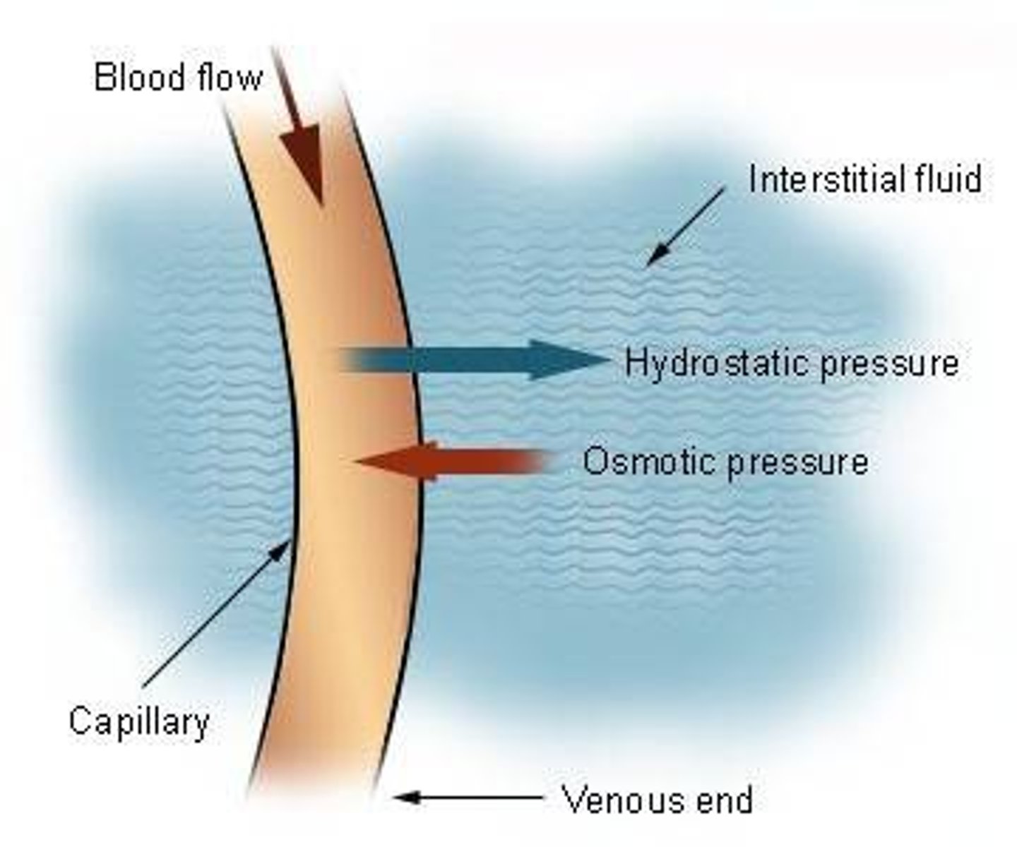 <p>the push force within a blood vessel</p>