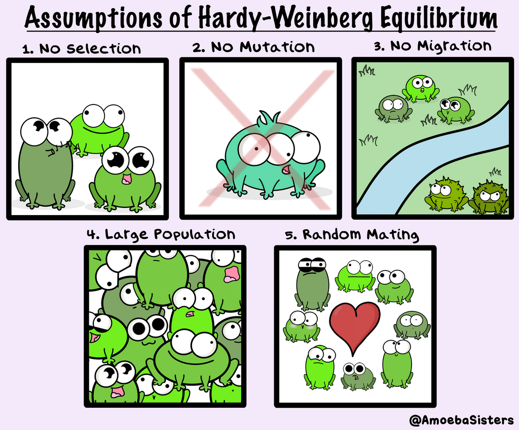 <p>Assumptions of Hardy-Weinberg Equilibrium </p>