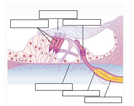 <p>Please label the arrows in the following image (Organ of Corti).</p>