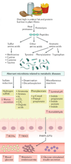 <ul><li><p>Ammonia</p></li><li><p>Phenols (including p-cresol)</p></li><li><p>Indoles</p></li><li><p>Hydrogen sulfide (H₂S)</p></li><li><p>Branched-chain fatty acids (BCFAs)</p></li><li><p>Trimethylamine N-oxide (TMAO, especially from red meat)</p></li></ul><p></p>