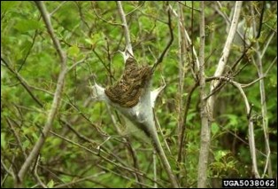 <p>Identify the insect, stage, order, and what they are doing</p>