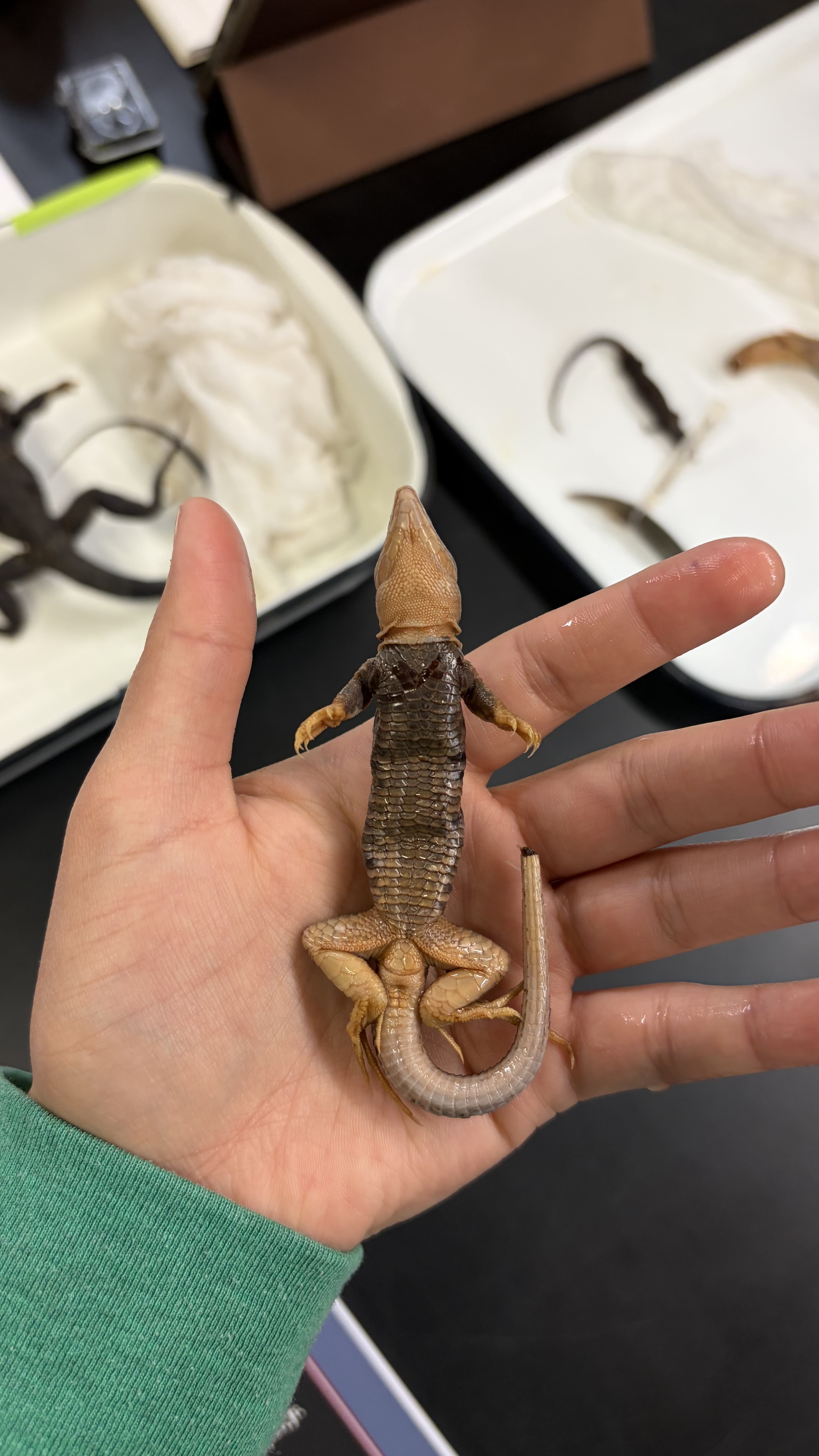 <ul><li><p>Squamata</p><ul><li><p>Scincomorpha</p><ul><li><p>Teiidae</p><ul><li><p><em>Aspidoscelis gularis</em></p></li></ul></li></ul></li></ul></li></ul><p></p>