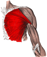 <p>Identify the structure</p>