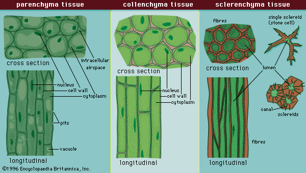 <p>Living, thin-walled plant cells that form the bulk of soft plant tissues, such as leaf interiors, fruit pulp, and stem pith.</p>