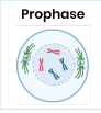 <p><strong>What happens to chromosomes during prophase?</strong></p>