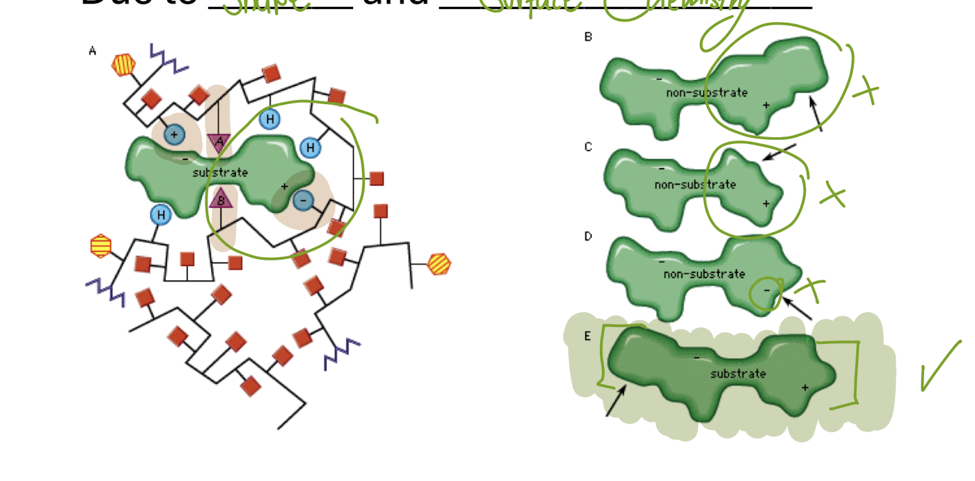 <p>Shape Chemistry</p>