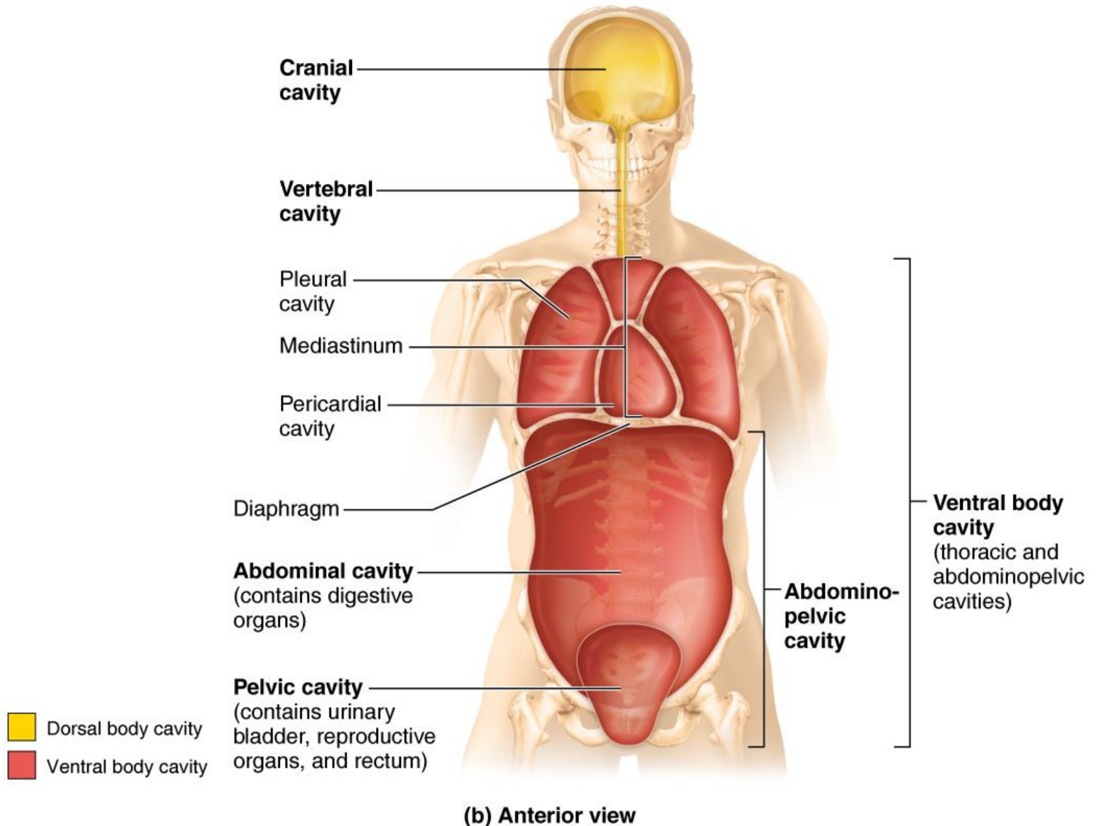 <p>Pelvic cavity</p>