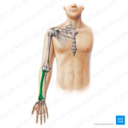 <p>What is this bone called</p>