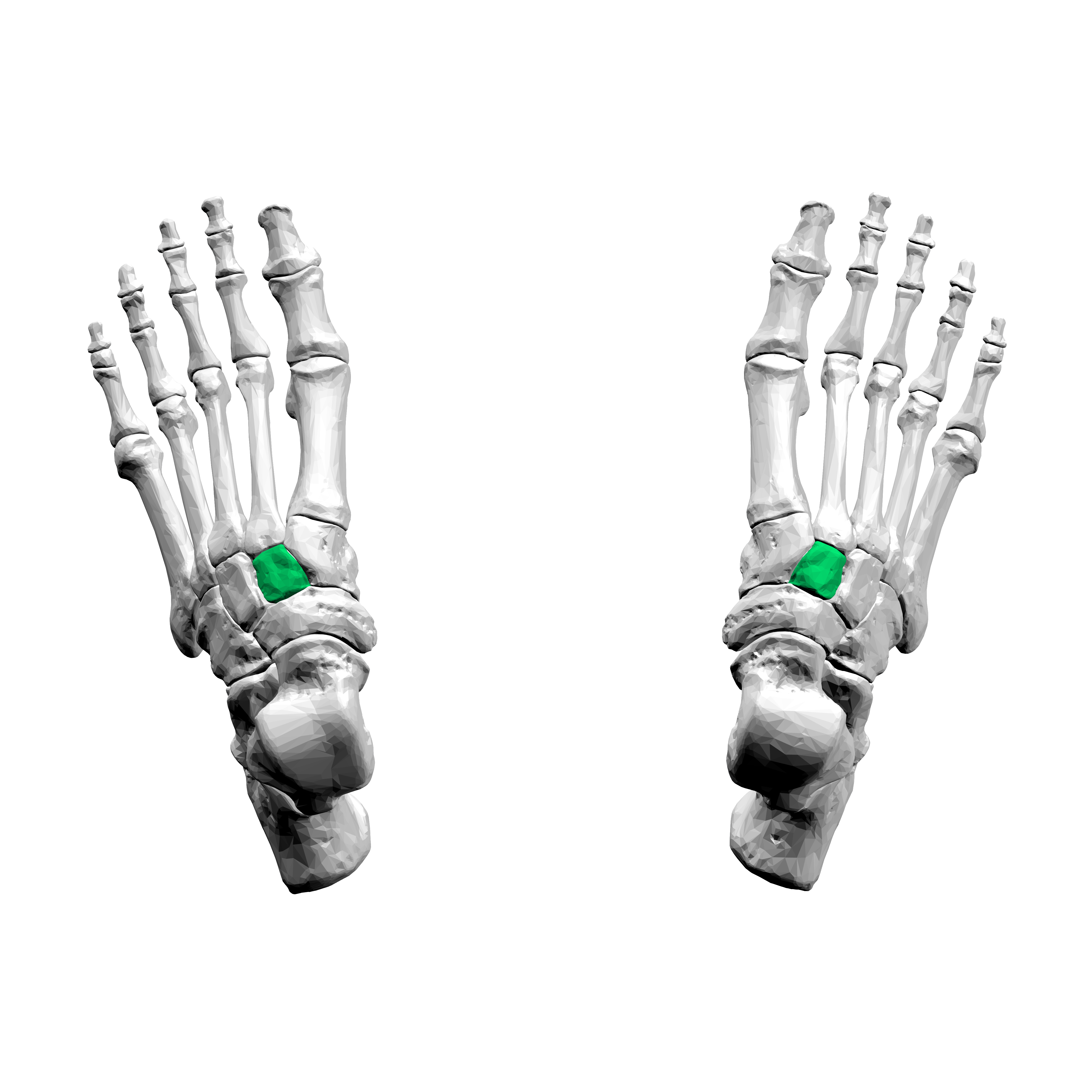 <p>Middle wedge-shaped tarsal bone situated between the medial and lateral cuneiforms.</p>