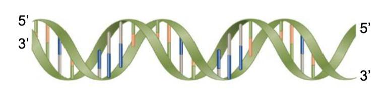 <p>What occurs to the 2 parental DNA strands at the replication fork?</p>